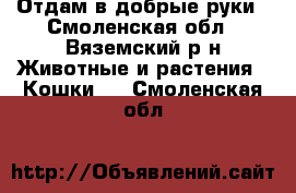 Отдам в добрые руки - Смоленская обл., Вяземский р-н Животные и растения » Кошки   . Смоленская обл.